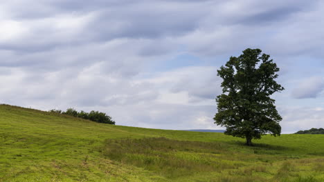 time lapse of a single lone tree in rural green field landscape of ireland during the day with passing clouds