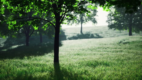 lush green landscape with trees and vibrant light during the day