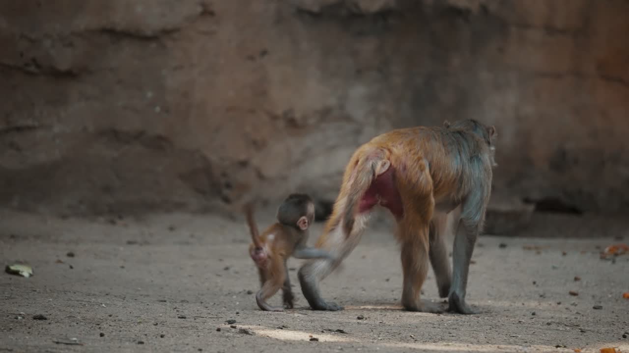 madre de macacos rhesus con juveniles en un parque zoológico