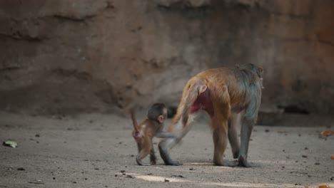 Rhesus-Macaques-Mother-With-Juvenile-In-A-Zoo-Park