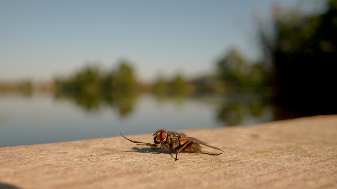 tiro macro de la mosca salvaje frotando los brazos al aire libre durante el día soleado en el lago