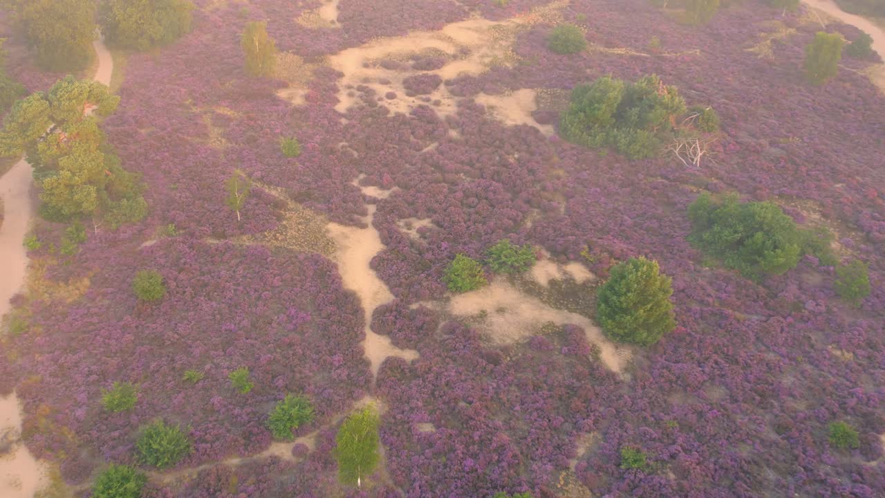 vista aérea de los campos de salud en el parque nacional veluwe en los países bajos