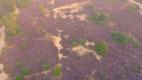 Vista-Aérea-De-Los-Campos-De-Salud-En-El-Parque-Nacional-Veluwe-En-Los-Países-Bajos