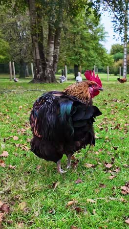 close-up view of rooster with red comb, green meadow, vertical format
