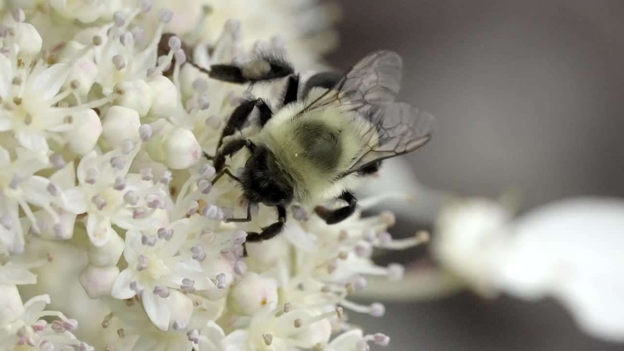 Bumblebee Pollinates White Wildflower Blossom, Close-up of Insect on Bloom