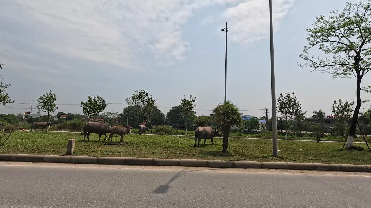 비둘기 들 이 길 근처 에서 풀 을 고 있다