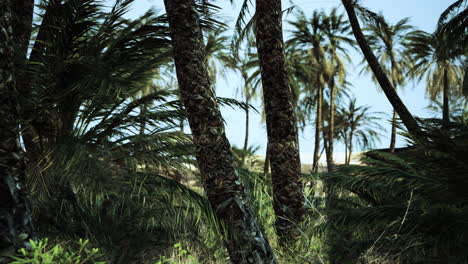 palm trees in the desert