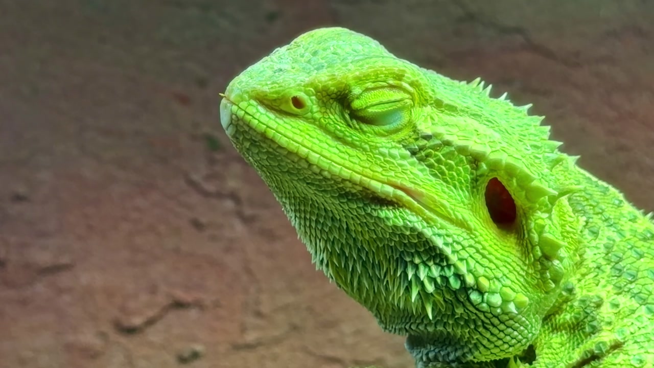 Bearded dragon (Pogona vitticeps) slowly closing eye in terrarium, showing detailed scales, spiny beard and ear opening under green light, close-up with slow camera descend.