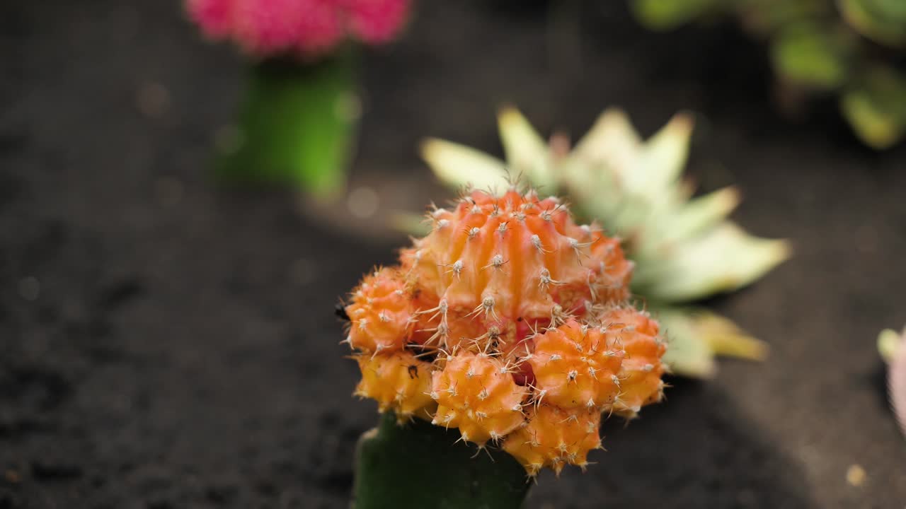 colección de cactus de colores