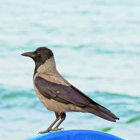 bird standing feet on sea beach