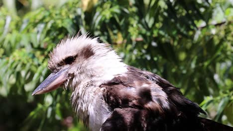 plumas de kookaburra entre el follaje verde exuberante