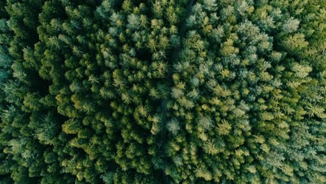 lonely road leads through dense forest with trees in different shades of green, drone aerial top view