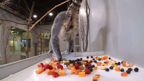 lemurs chase each other after eaten hidden camera cute