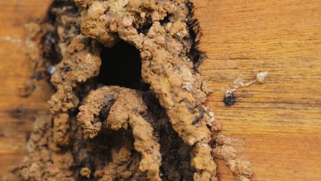 stingless bee flying arriving at nest