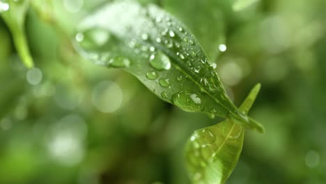 Primer-Plano-De-Gotas-De-Lluvia-En-Cámara-Súper-Lenta.-La-Lluvia-Gotea-Sobre-Las-Hojas-Verdes-De-La-Planta.