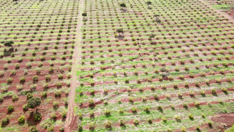 smart agriculture technology- aerial drone view of avocado farm in kenya