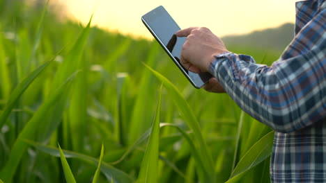 el agricultor moderno en su camisa y gorra de béisbol con una tableta en las manos de la mano toca las hojas de maíz en el campo al atardecer analizando el estado de la cosecha y la salud de las plantas.