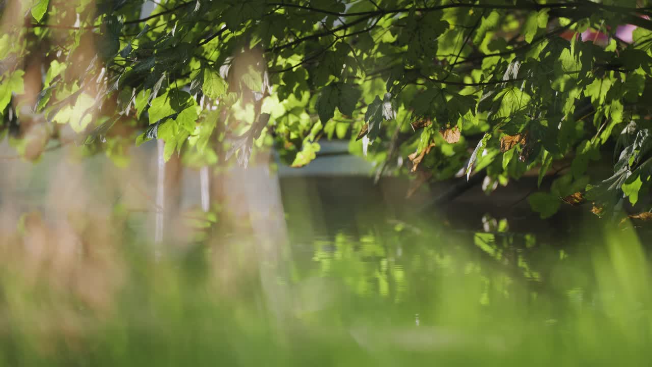 초록색 잎으로 인 나무 가지들이 호수 위에 구부러져 있습니다.