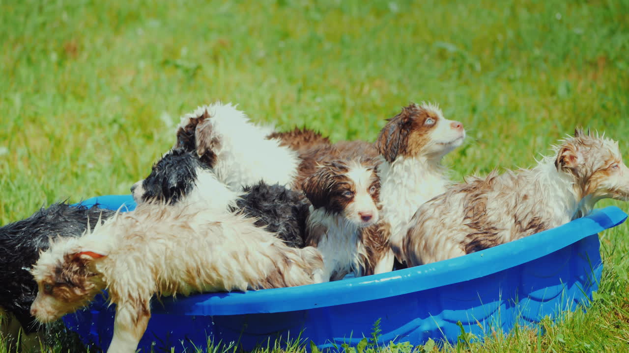 잔디밭에 있는 작은 웅덩이에서 몇 마리의 강아지들이 흩어져 있다
