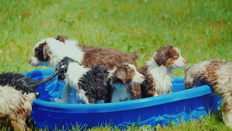 Varios-Cachorros-Se-Dispersan-De-Una-Pequeña-Piscina-En-El-Césped