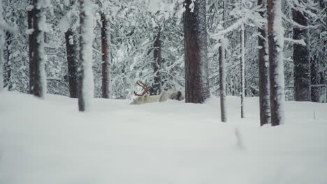 un reno blanco tendido en la nieve entre los árboles en la laponia finlandesa