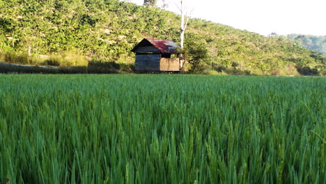 low shot of rice paddy field, fresh green leaves growing on farm field in rural southeast asia