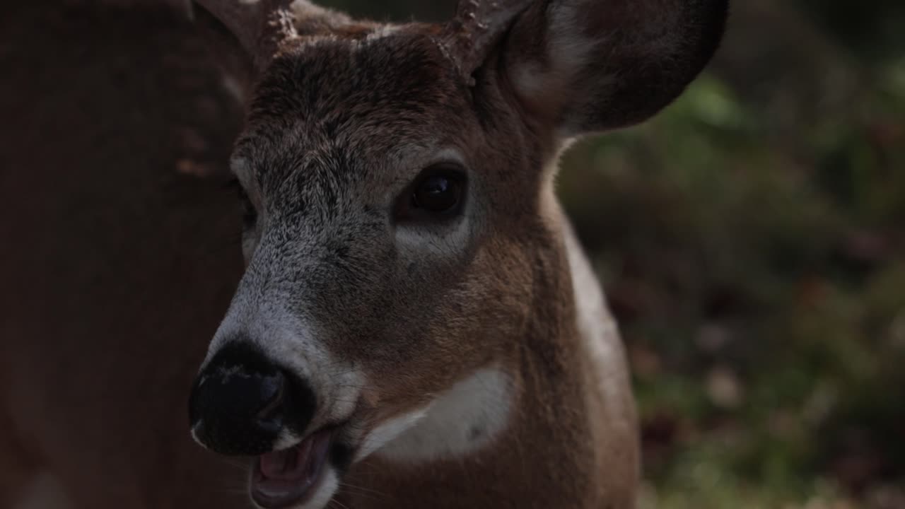 venado cola blanca dólar primer plano masticar slomo