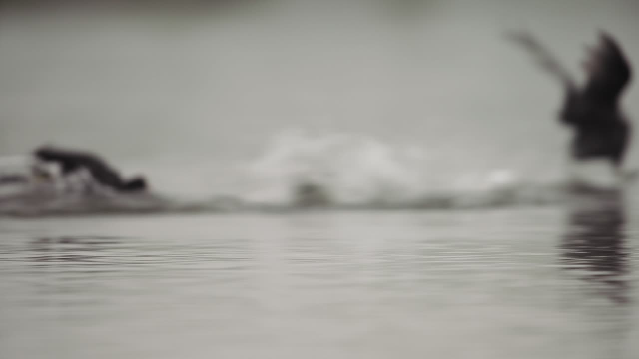 Merlo che corre nell'acqua
