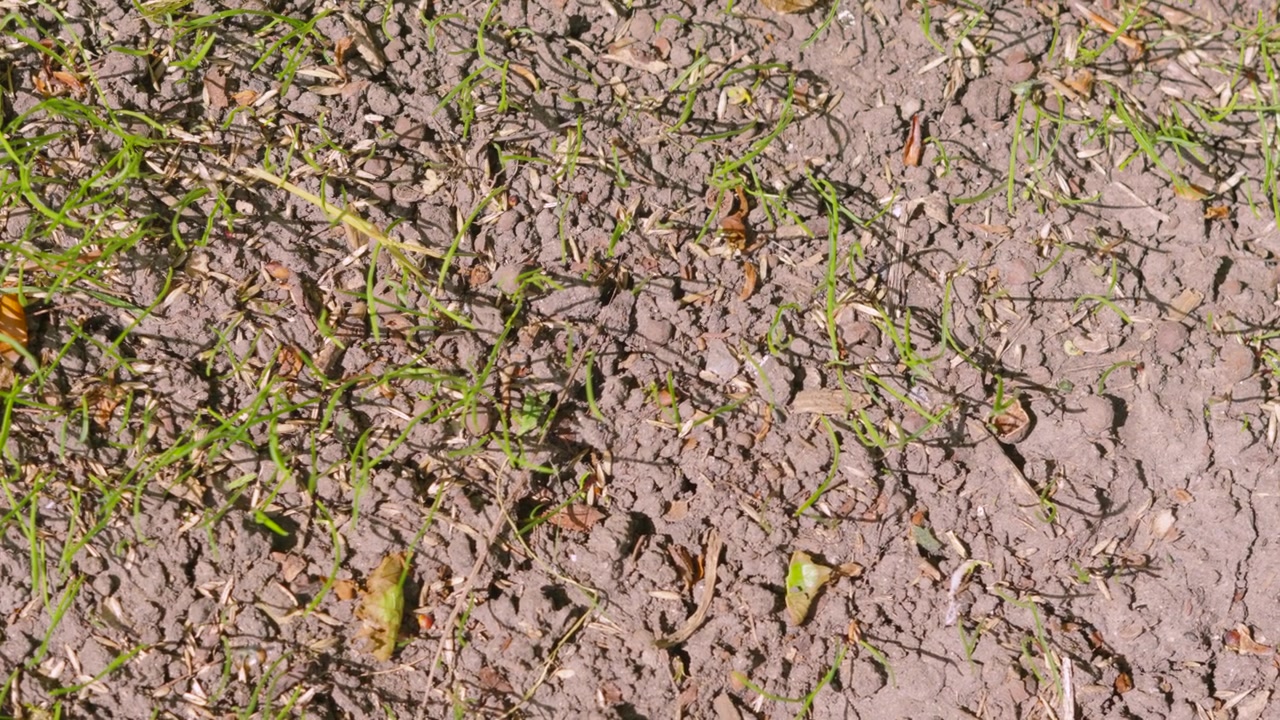 Top Down View of New Growing Green Grass Rising Out of Dry, Cracked Soil. Perfect for documentaries, climate change contexts, or agricultural videos.