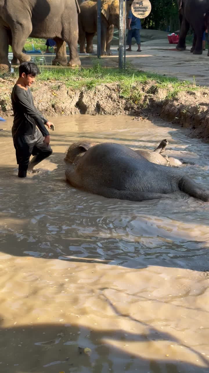 Elephants enjoying a mud bath at a sanctuary