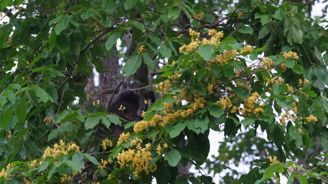 comiendo ang aferrándose a una rama de un árbol en flor, mono de hoja oscura trachypithecus obscurus, tailandia