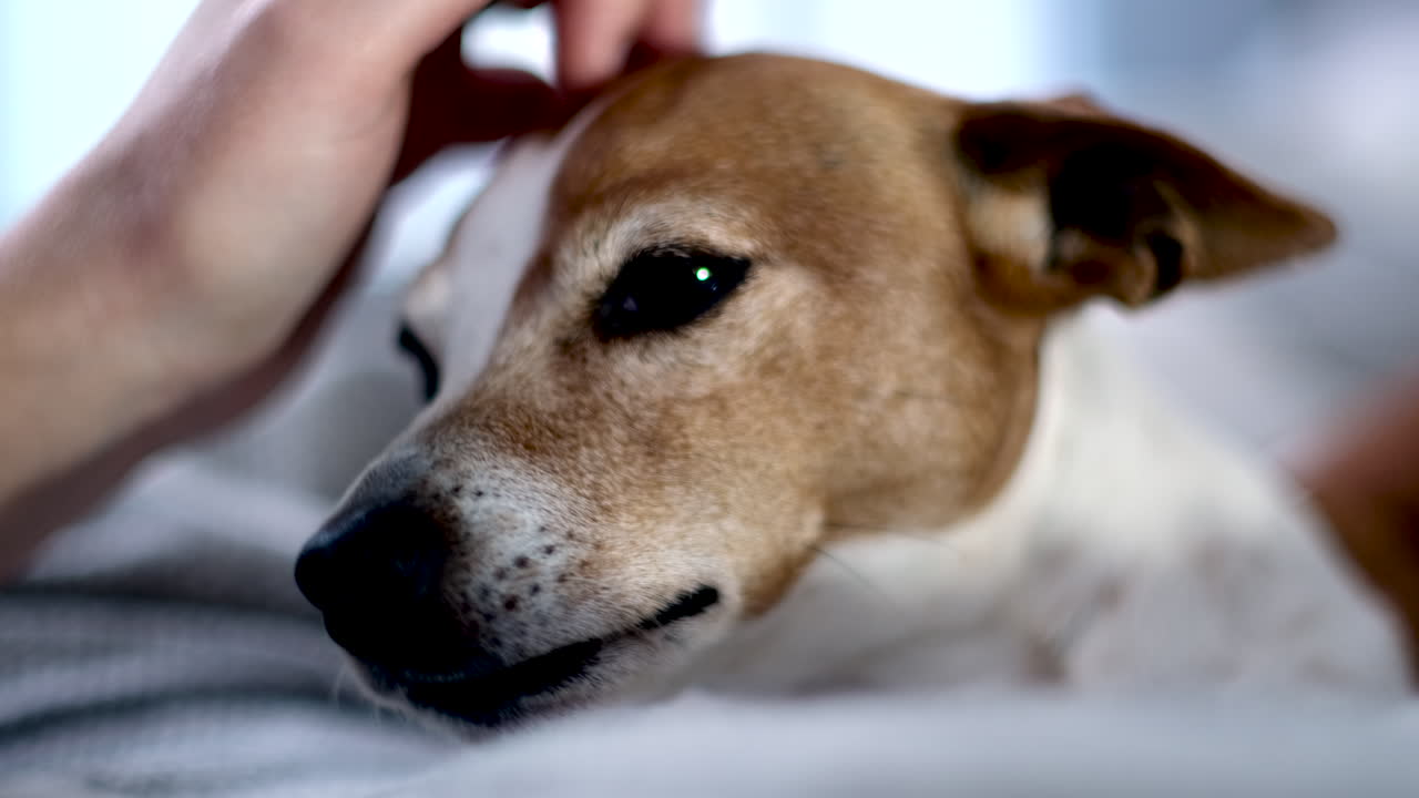 Cute Jack Russell pet dog lying on bed gets loving head scratches, closeup