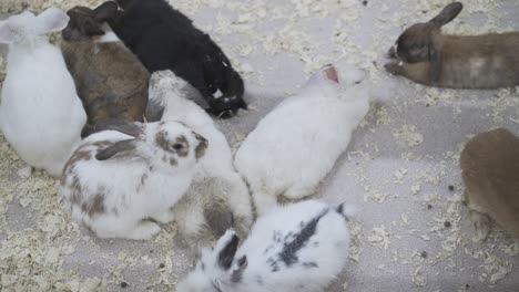 Viele-Kaninchen-Ruhen-In-Einem-Käfig