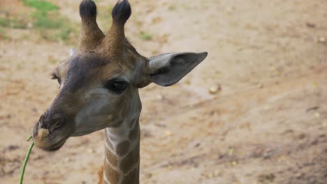 Alimentación-Girafase-En-Un-área-De-Preservación