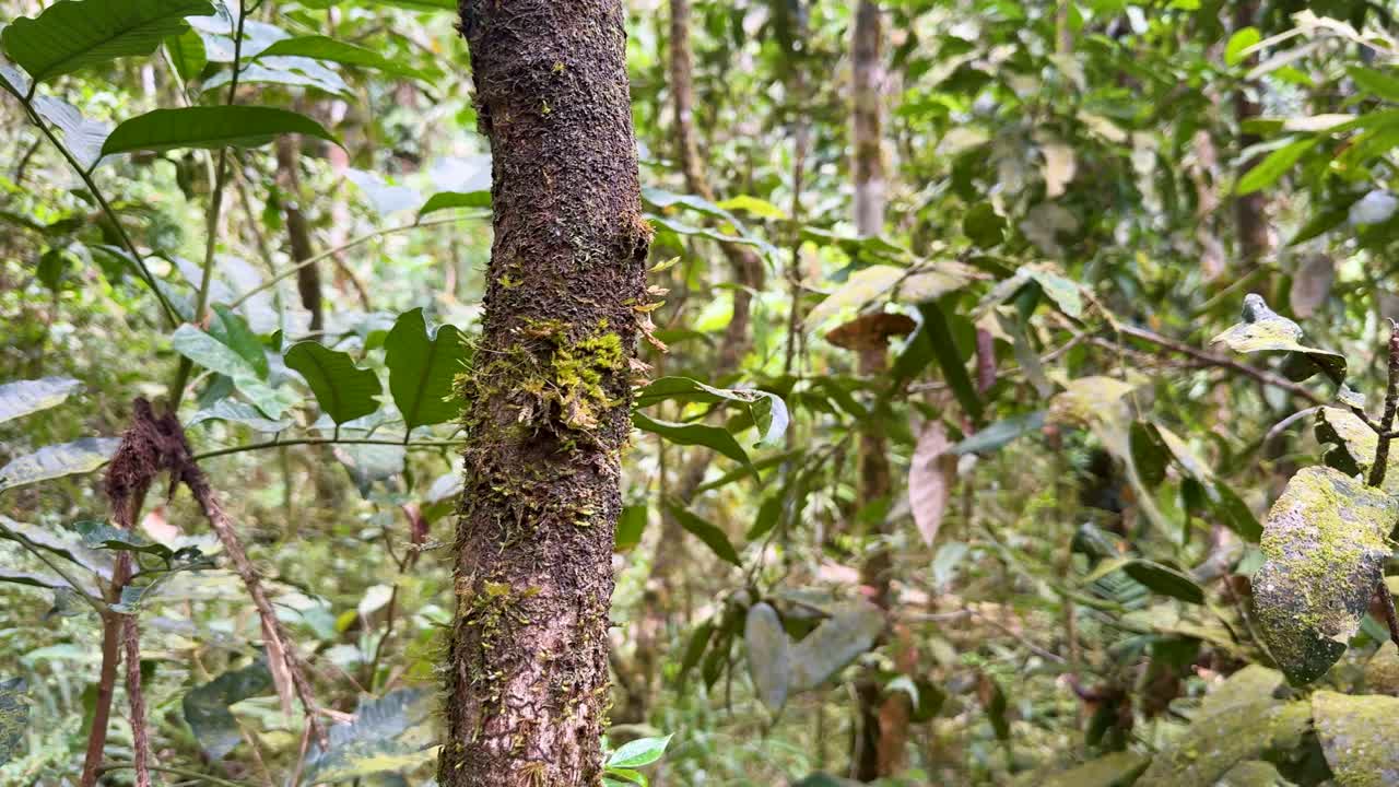A serene view of a lush rainforest with moss-covered trees and dense foliage, captured in natural daylight