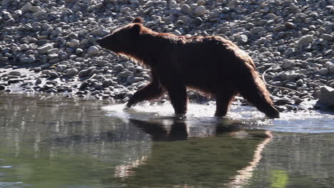 Retroiluminado-Por-El-Sol-De-La-Mañana,-El-Oso-Grizzly-Entra