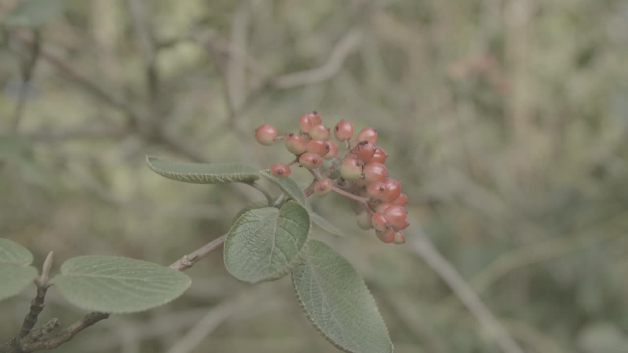 Wild berries on the edge of the forest turning red - 1 - LOG-Footage