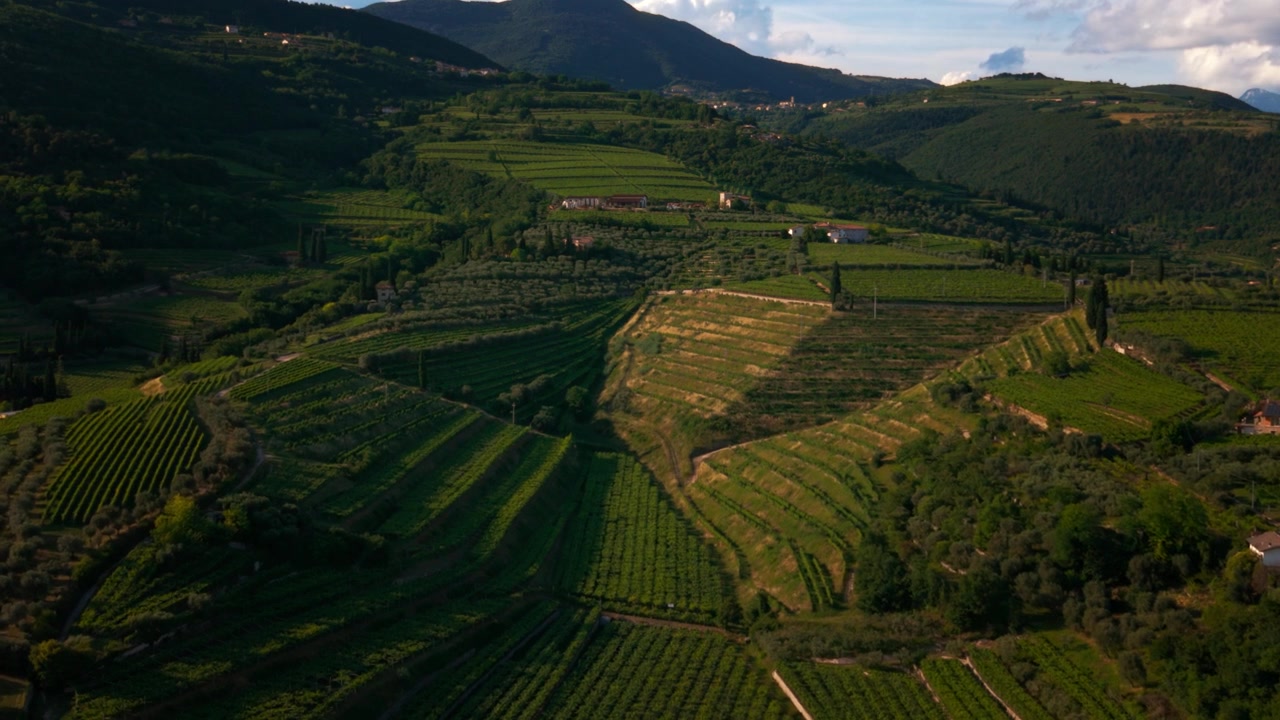Vigneti collinari nella valle della Valpolicella vicino a Verona, Veneto. Agricoltura tradizionale del vino Ripasso