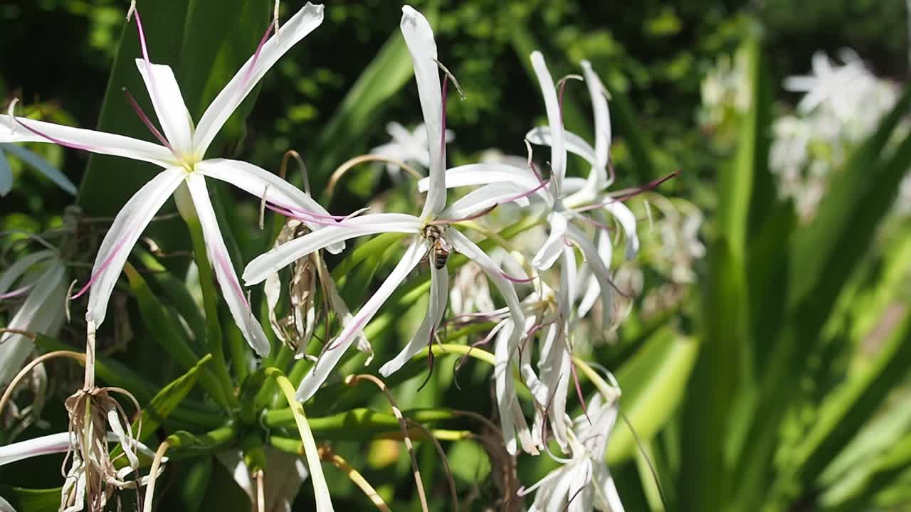 벌들이 꽃을 수분시키고 있다