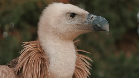 4K-Close-up-Frame-Of-A-Vulture's-Head-While-Looking-Around