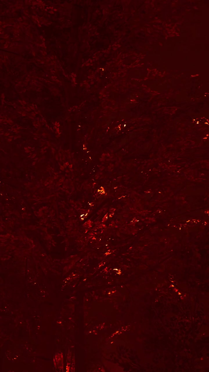 Silhouette di albero rosso di notte