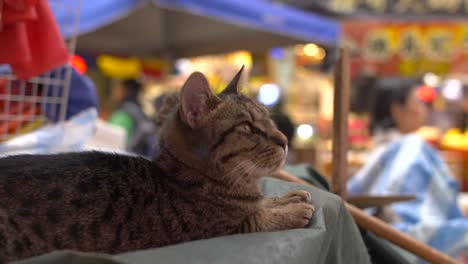 cu di gatto deposto nel mercato affollato