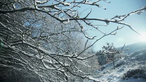 雪覆盖的树枝在风中挥舞,雪覆盖的山坡在后面