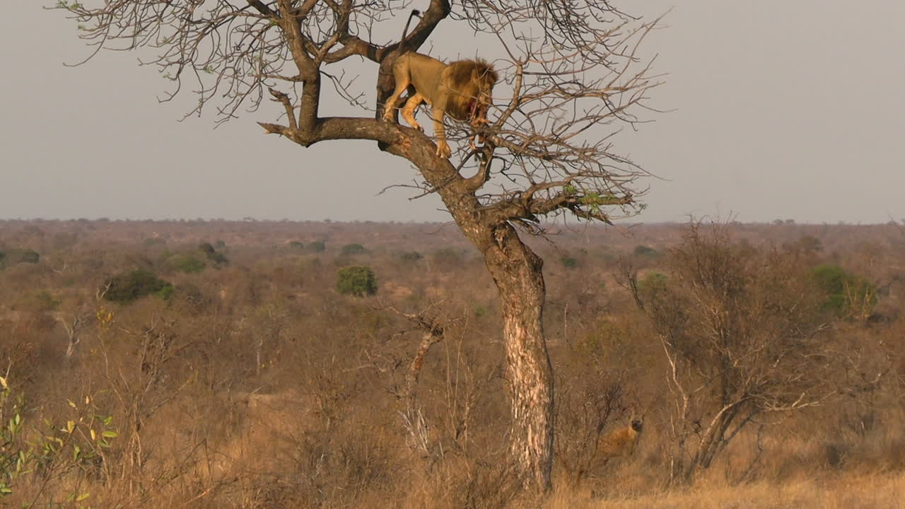 Leone maschio che mangia carne dalla preda su un albero mentre le iene si aggirano furtivamente