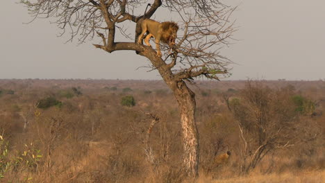 Male-Lion-Eating-Meat-From-Prey-on-Tree-While-Hyenas-Sneaking-Around