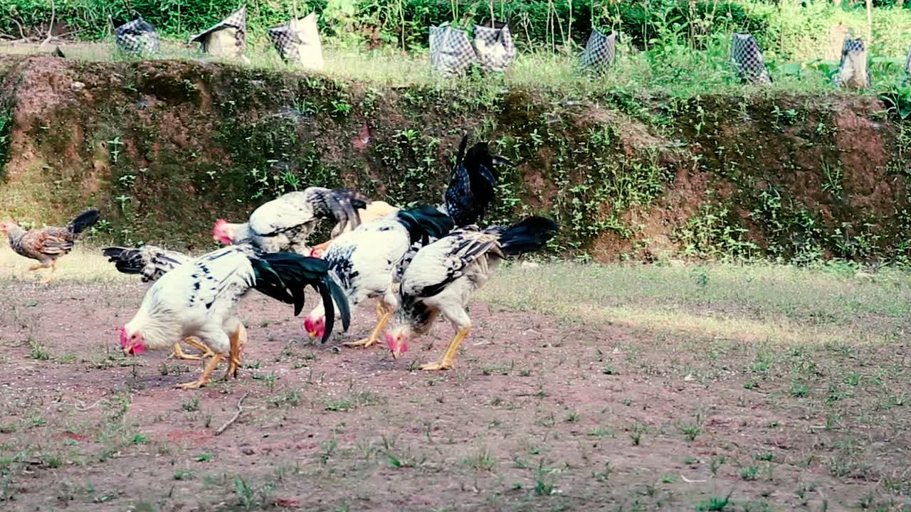 una bandada de gallinas y gallos coloridos picotean ansiosamente el suelo mientras corren al aire libre
