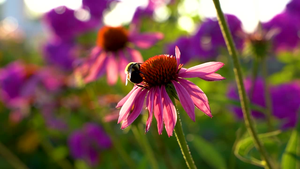 abejorro polinizando una flor en el jardín durante la hora del crepúsculo
