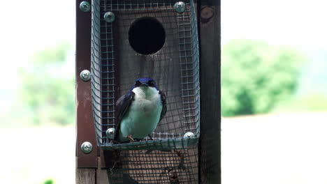 una golondrina de árbol sentada en una caja de anidación