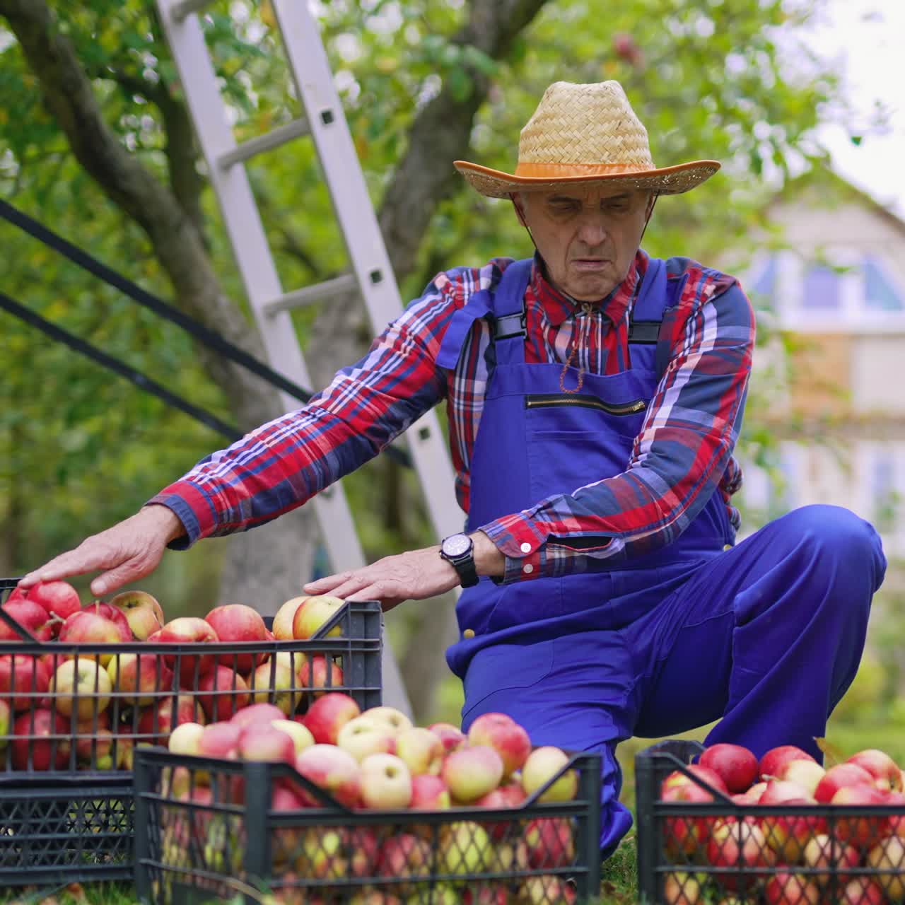 Mature farmer sorting apples outdoors. Portrait of an old gardener working near plastic drawers with fresh apples in the garden
