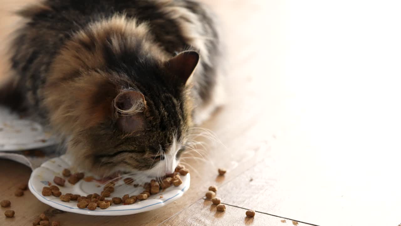Eine getigerte Hauskatze mit langem Fell frisst in Innenräumen von einem Teller, wobei etwas Futter auf dem Boden zu sehen ist. Authentischer Moment der Fütterung zu Hause, der natürliches Haustierverhalten und alltägliche Pflege zeigt